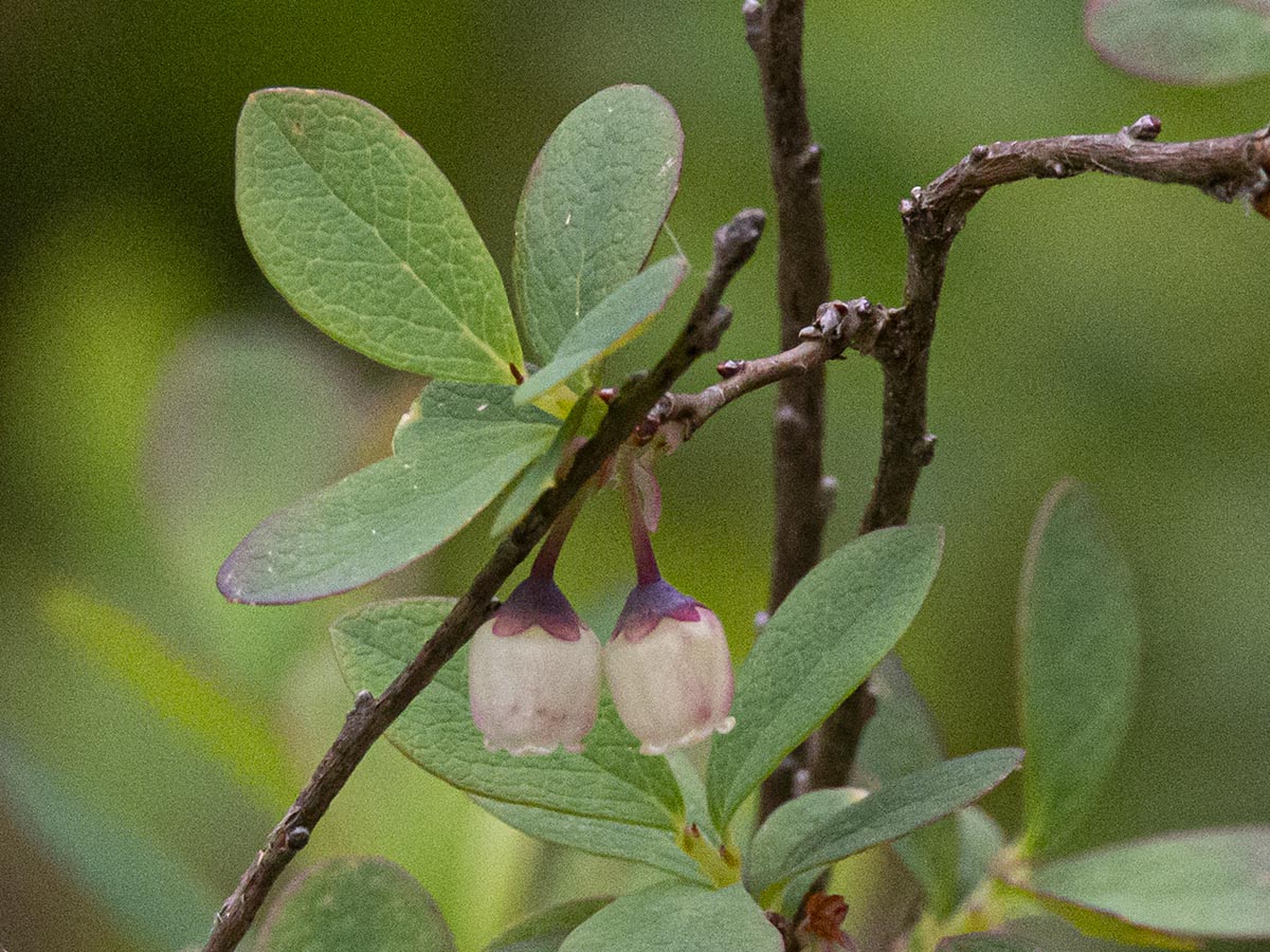 Blüten, Blätter